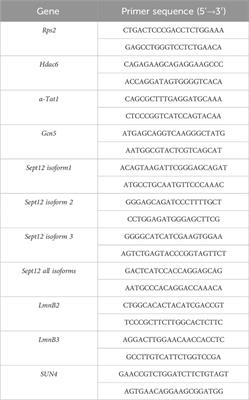 Protamine 2 deficiency results in Septin 12 abnormalities